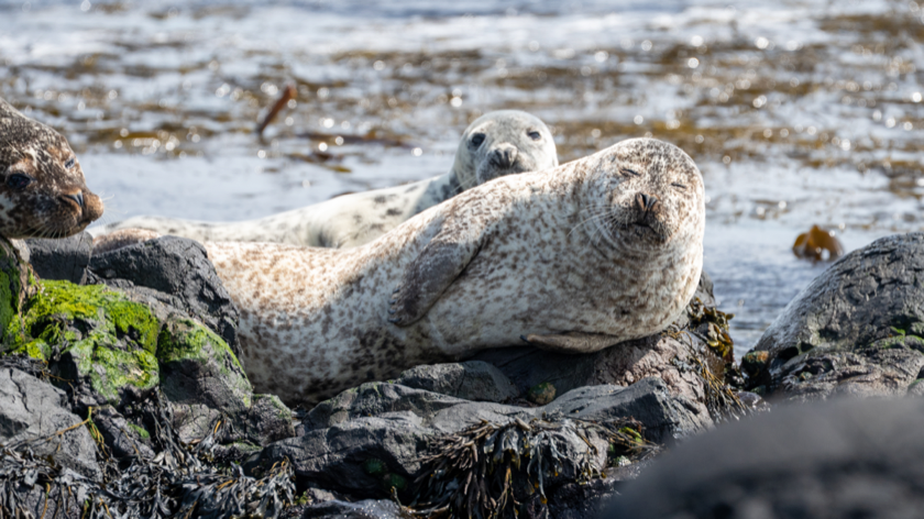 Una giornata a Rathlin Island e lungo la Causeway Coast